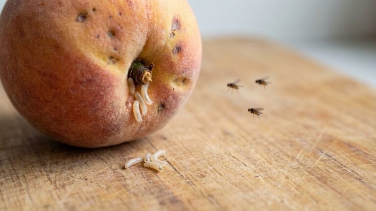 Asticots et moucherons sur un fruit dans la maison