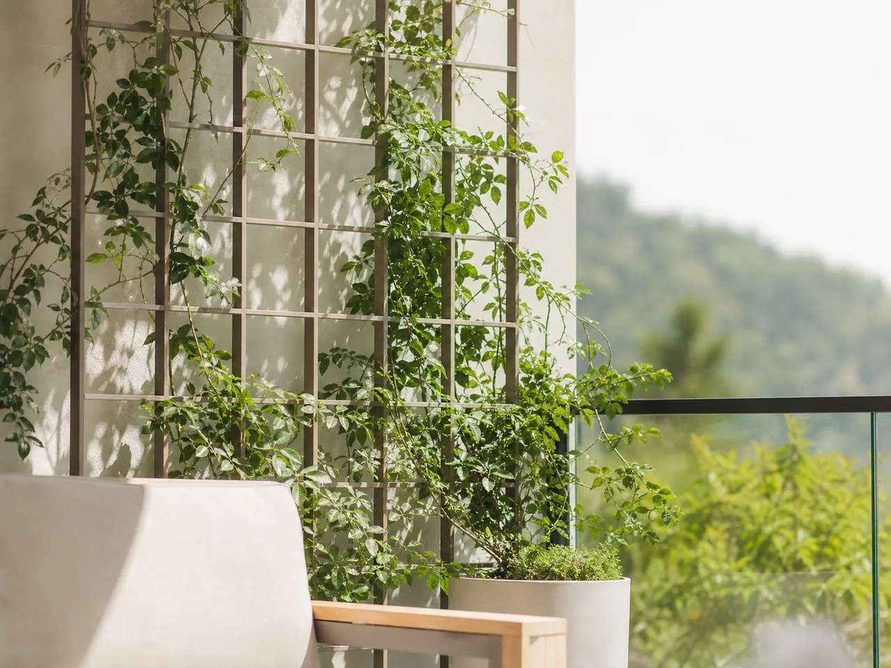 Treillis avec plantes grimpantes filtrant doucement la lumière